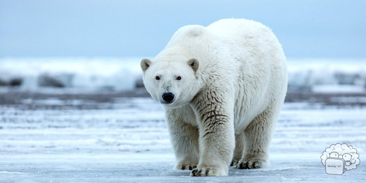 Pro bear. Печень белого медведя.