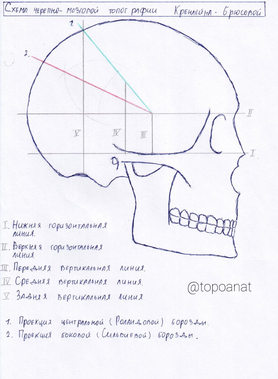 Топографическая анатомия головы